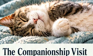Relaxed cat snuggling on a soft blanket